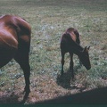 scan0651